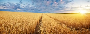 AdobeStock_62593835