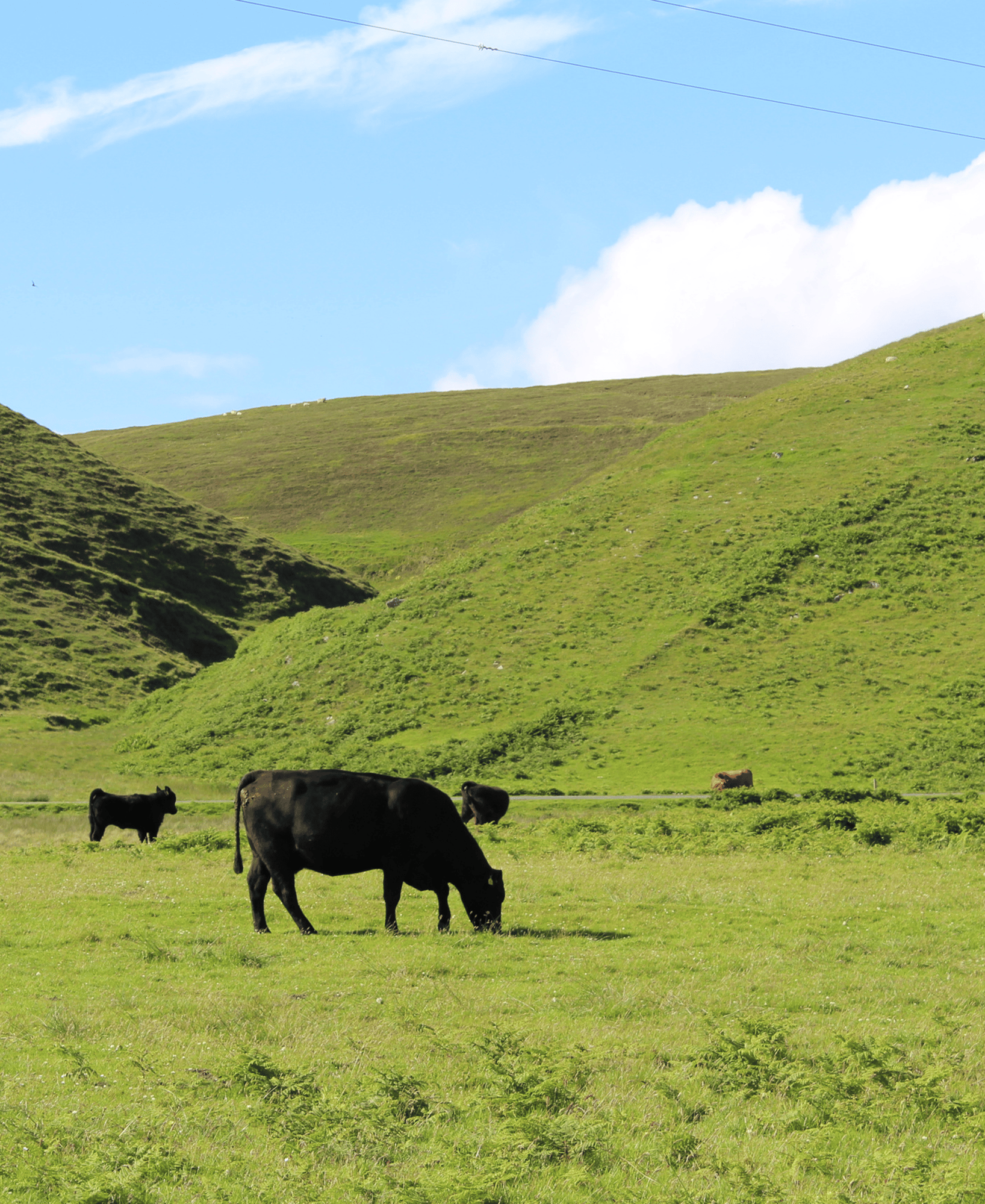 Cattle Grazing