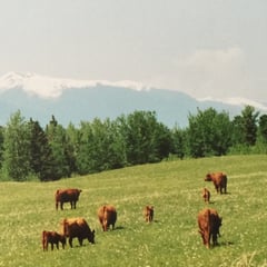 Cow calf in mtns. square