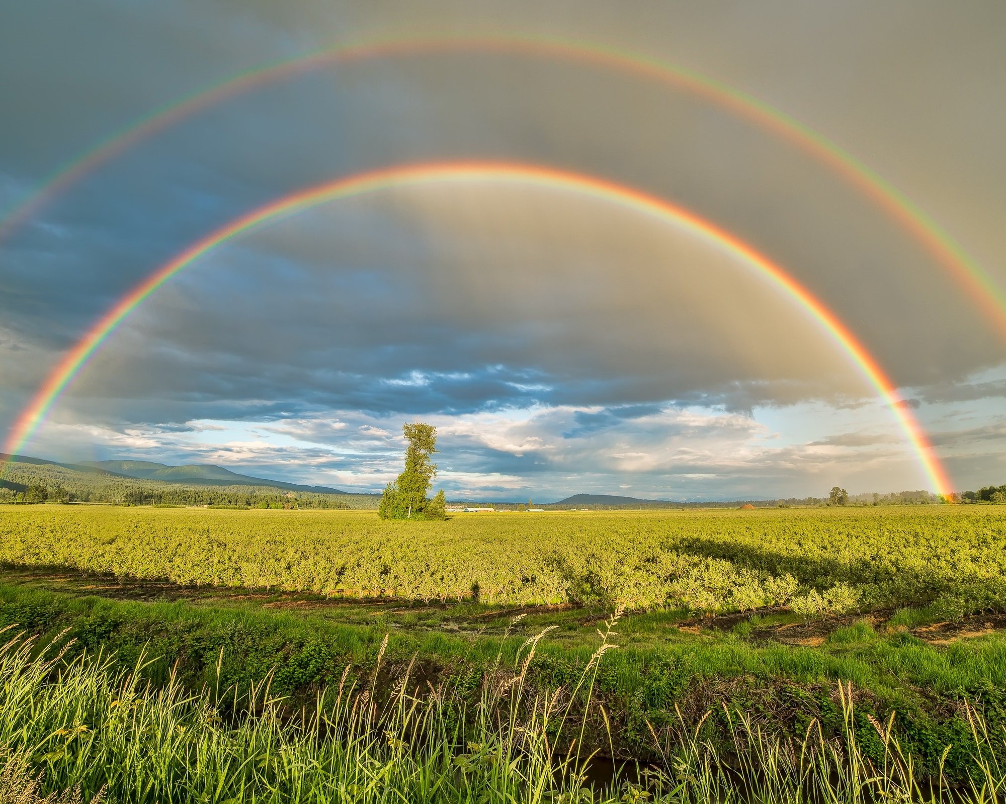 Field with Rainbow 5x4