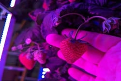 Strawberry with Hand