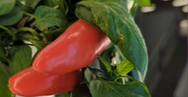 peppers-1