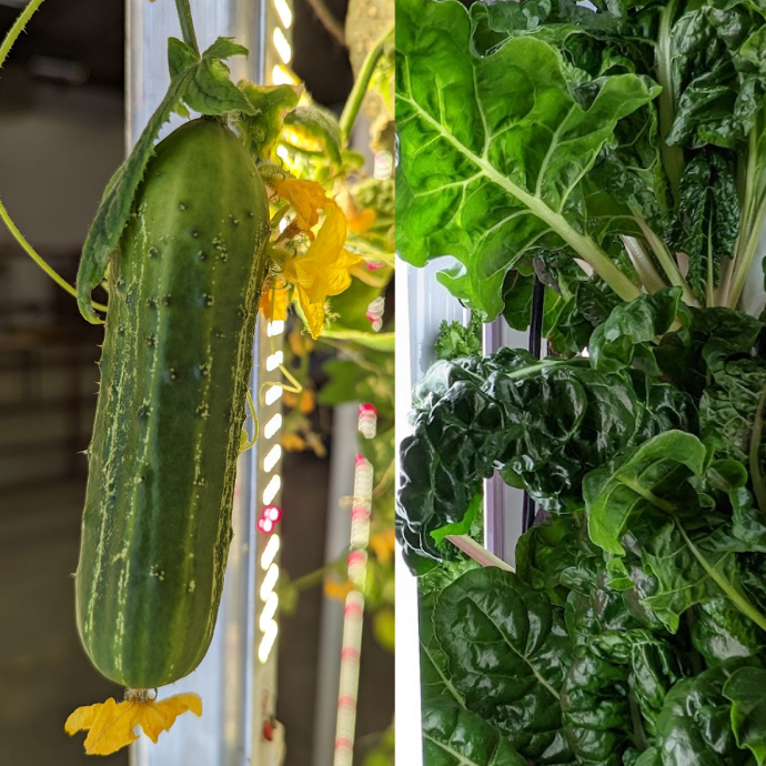 AFSI_Cucumber square